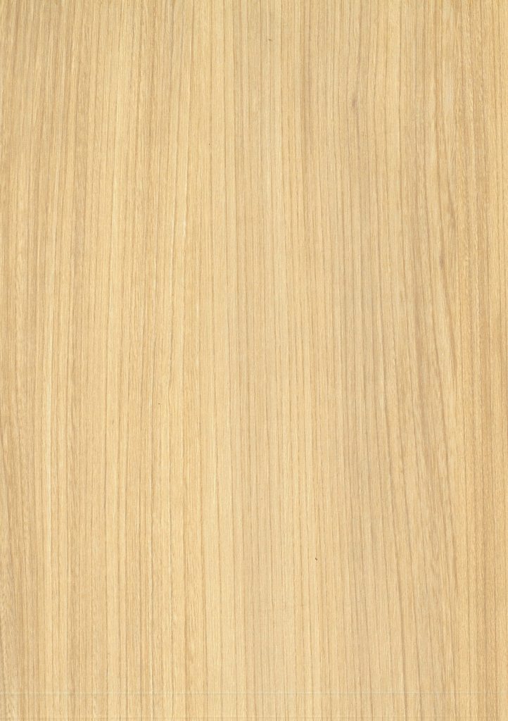 Senz Elm